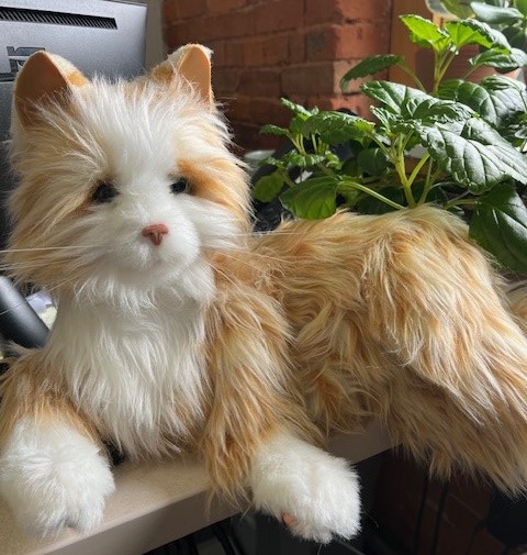The image is of a comfort pet, a cat, which can help older adult who suffer from dementia or other memory issues.